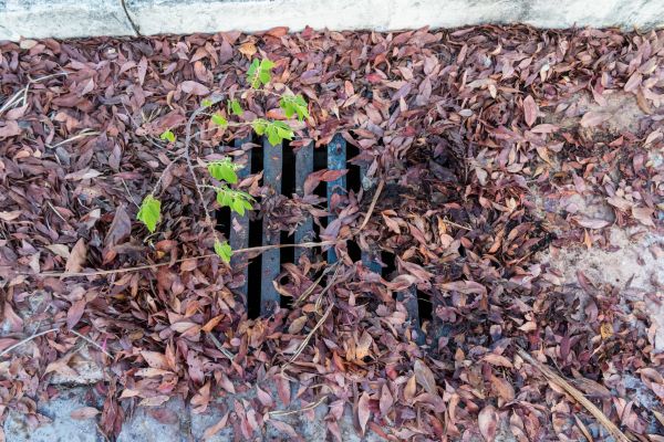 Cost of Yard Drain Unclogging in Parker